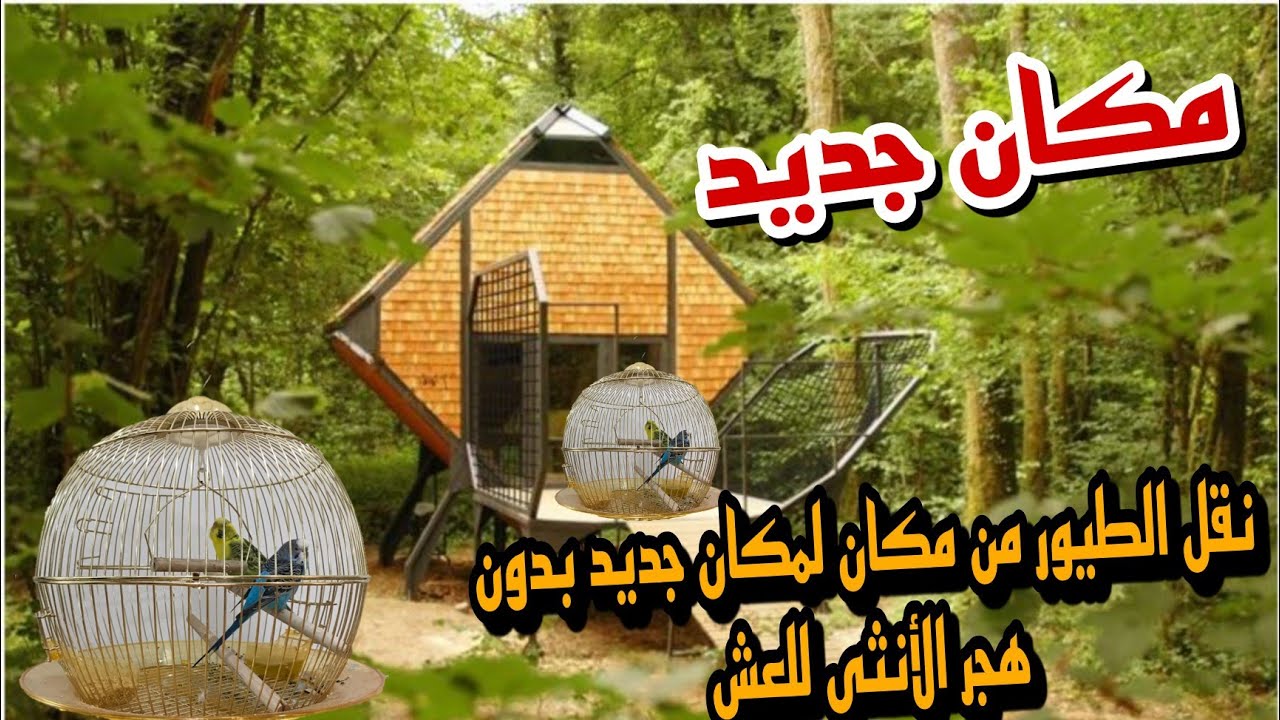 طريقة الصحيحة لنقل طيورك من مكان لمكان جديد (غرفة او بيت او بسمار) دليل داخل الفيديو