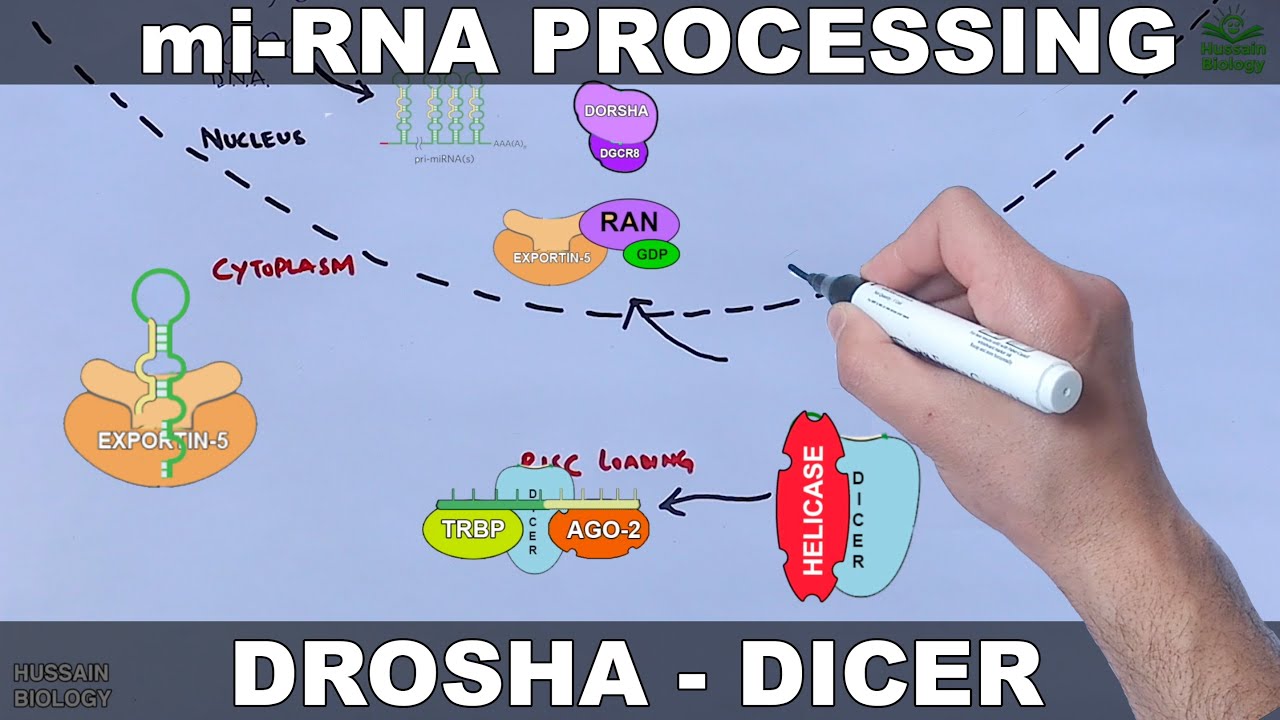 miRNA and its Processing | Drosha Dicer Cleavage