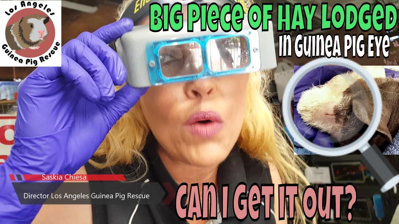 Very Large Piece of Hay Stuck Deep Inside a Little Guinea Pig Eye