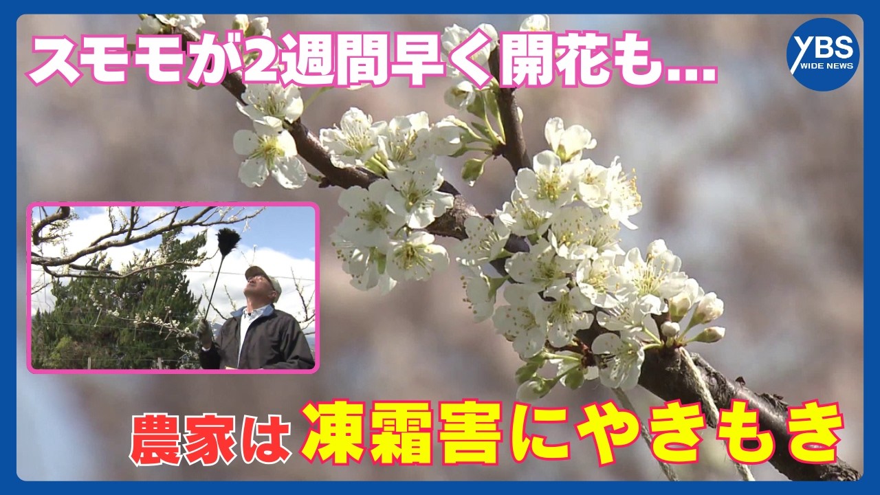 “暖冬”でスモモが2週間早く開花 受粉作業を前倒し 農家は凍霜害にやきもき