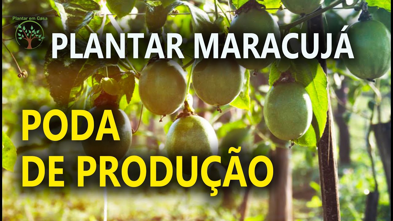 Cuidados com Pé de Maracujá em Casa, como Produzir de forma Simples