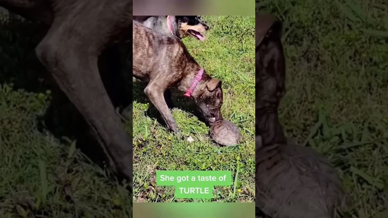 Funny and cute dogs bring joy to people #dog #funny #pets #puppy #dogs #puppies #dogshorts #cutedog