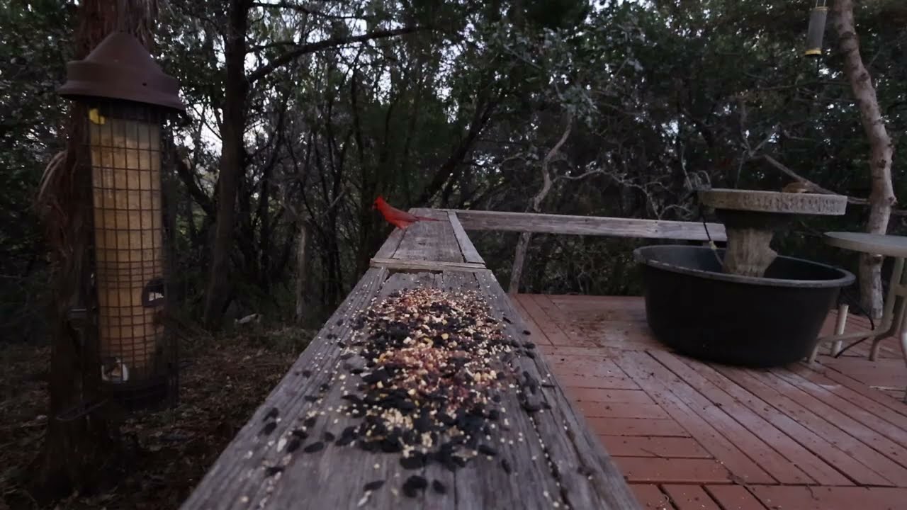 An Evening of Cardinals