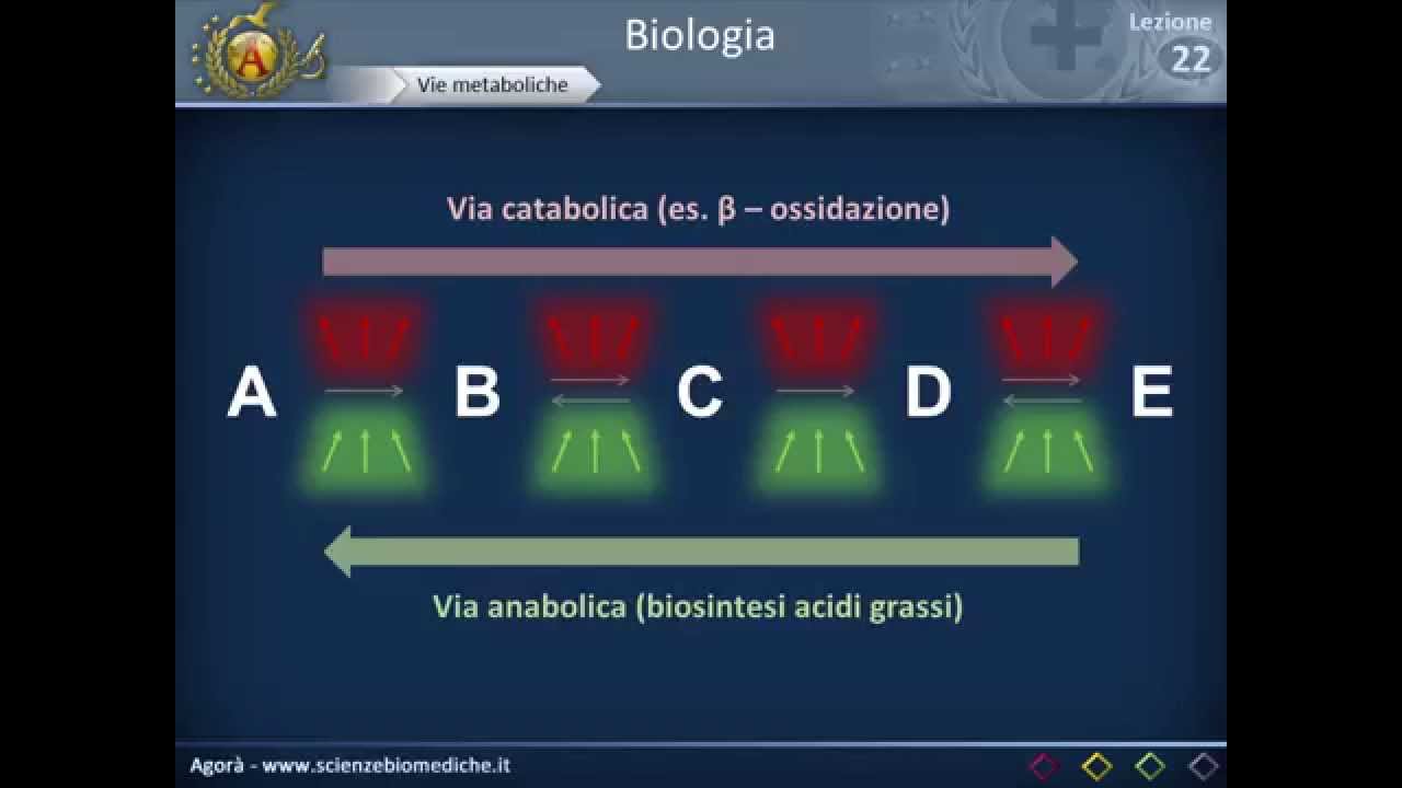 Metabolismo cellulare