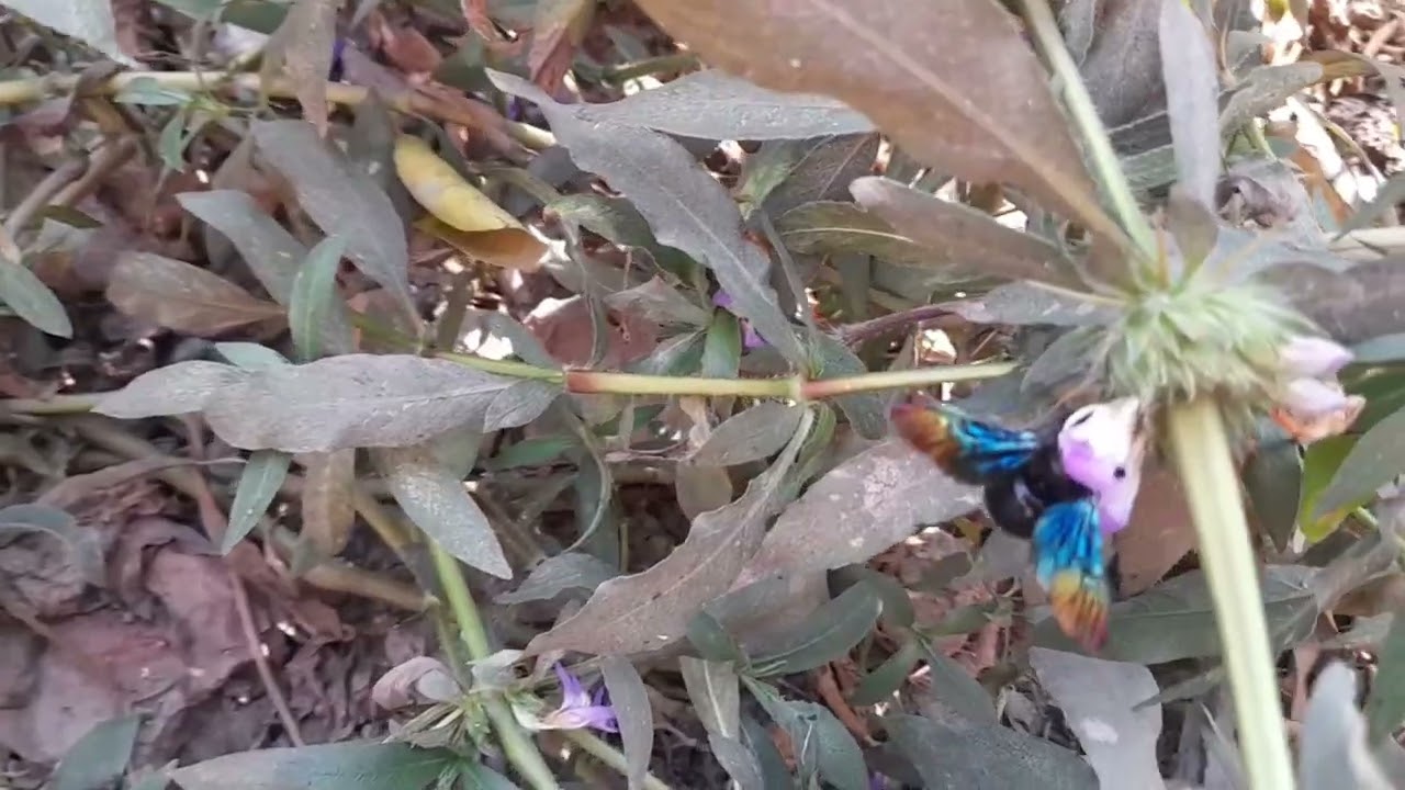 Natural Beautiful view ❤️🌹💕#video#flowers#nature#view 