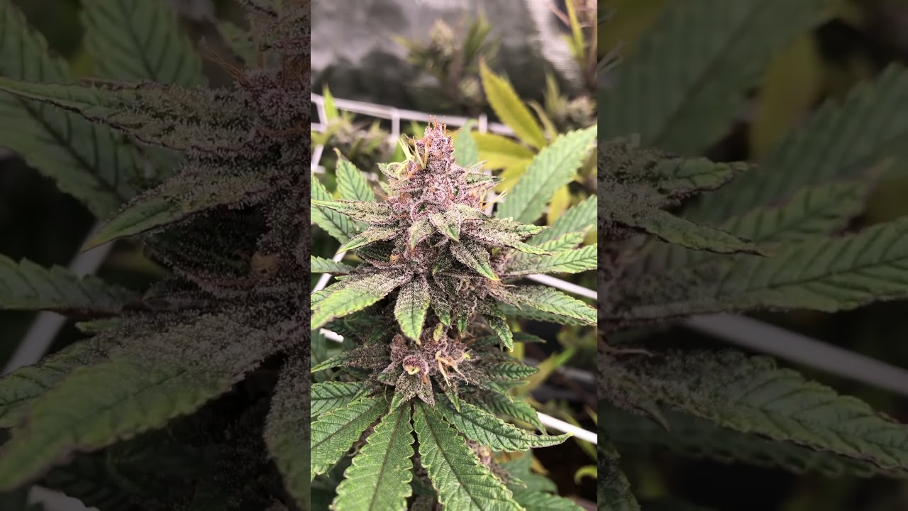 Aquaponics cannabis