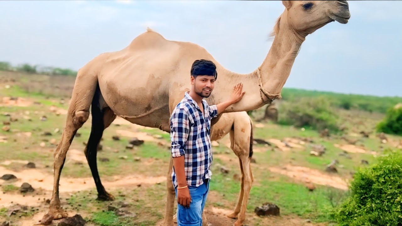 Ek aur crazy volg Rajasthan mein