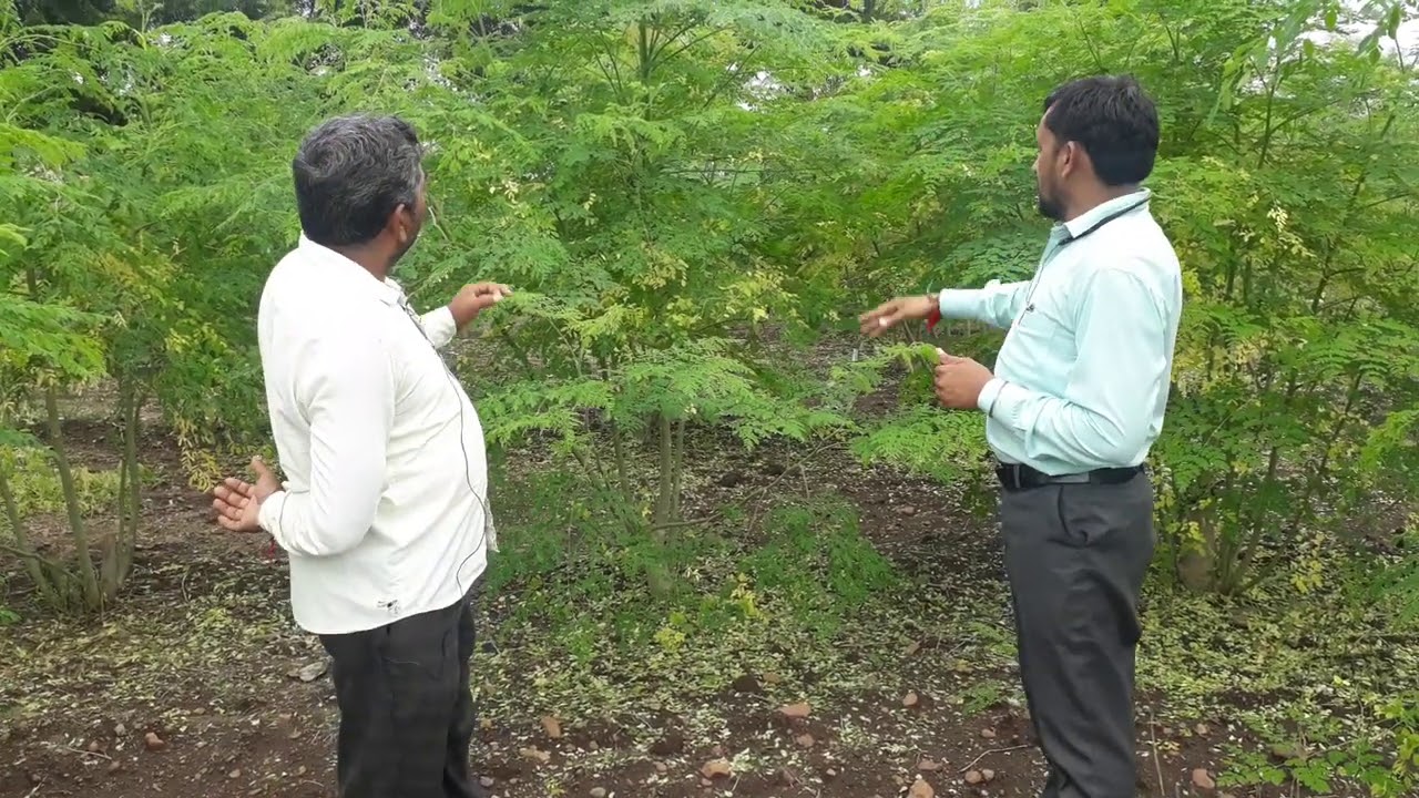 ગુજરાતમાં સરગવાની ખેતી.How to grow Drumstick Farming in Gujarat