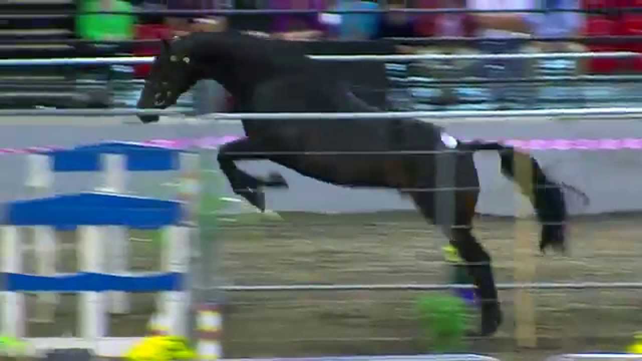 REENMORE COPPER at Millstreet Horse show 2015