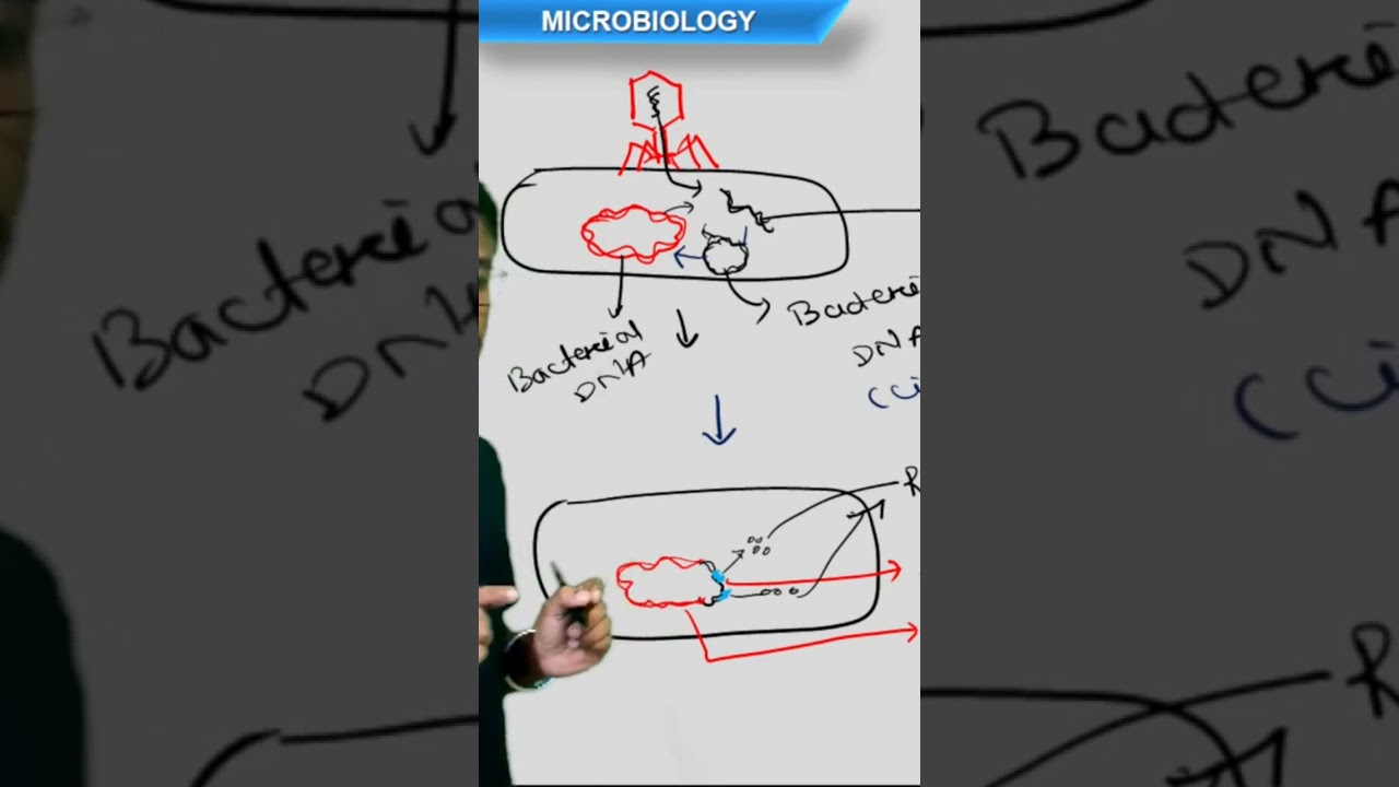 Repressor protein by Bacteriophage DNA