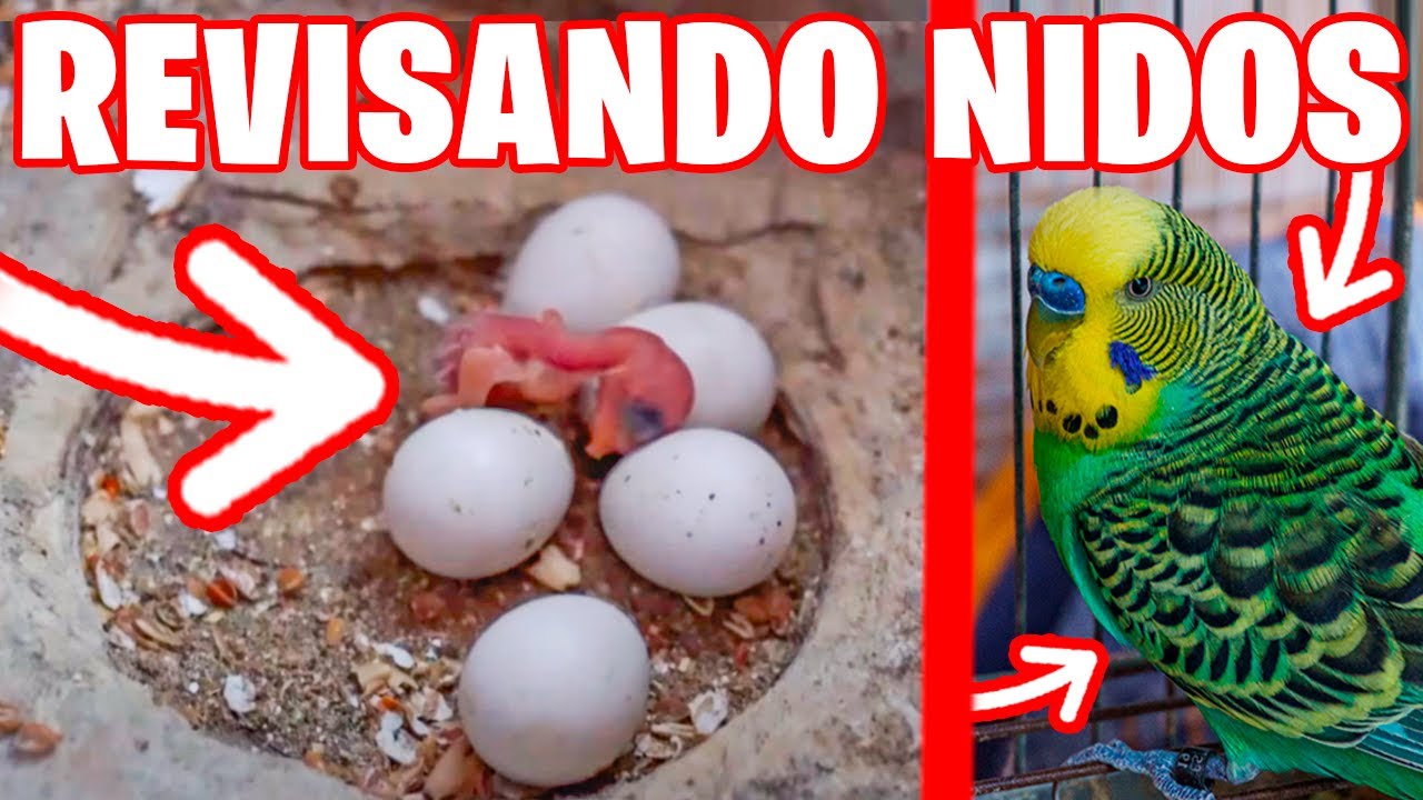 REVISANDO MIS NIDOS DE PERIQUITO