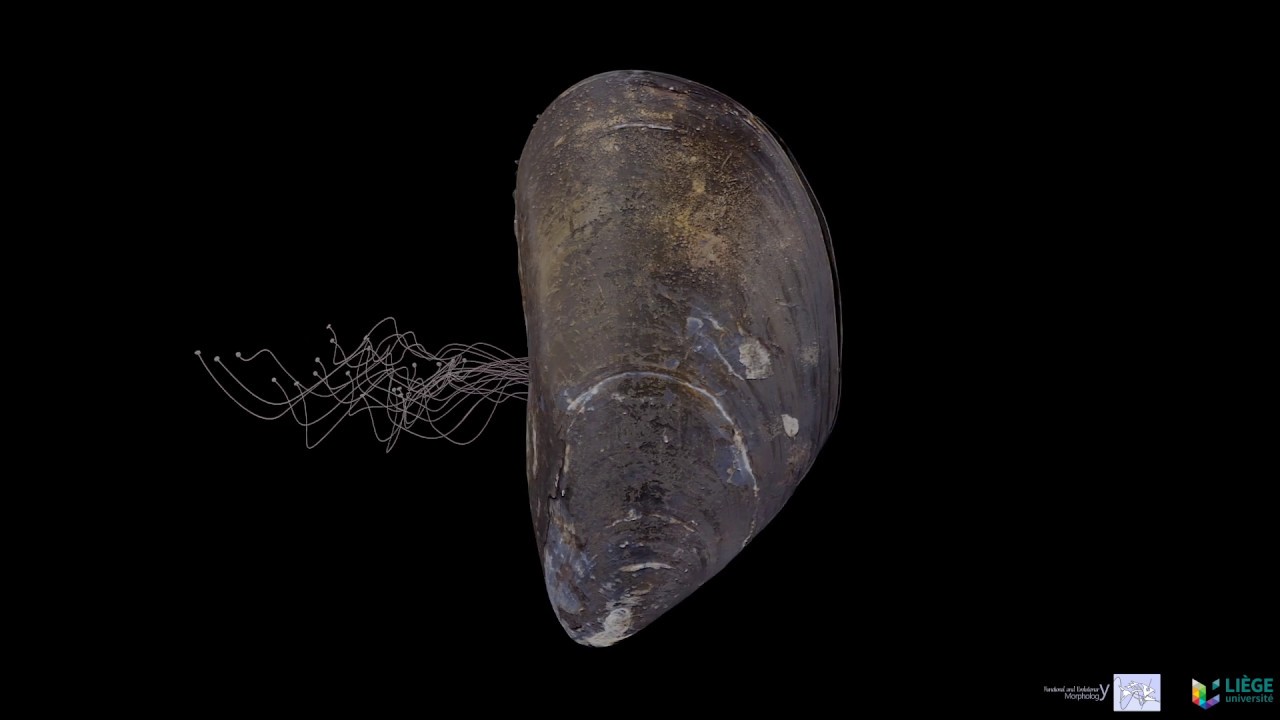 Anatomie de la moule (version FR)