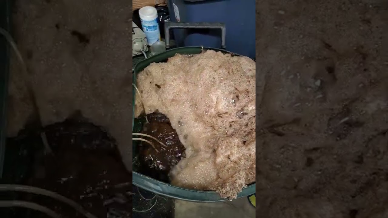 Aerated Compost Tea for Cannabis #organic #gardening