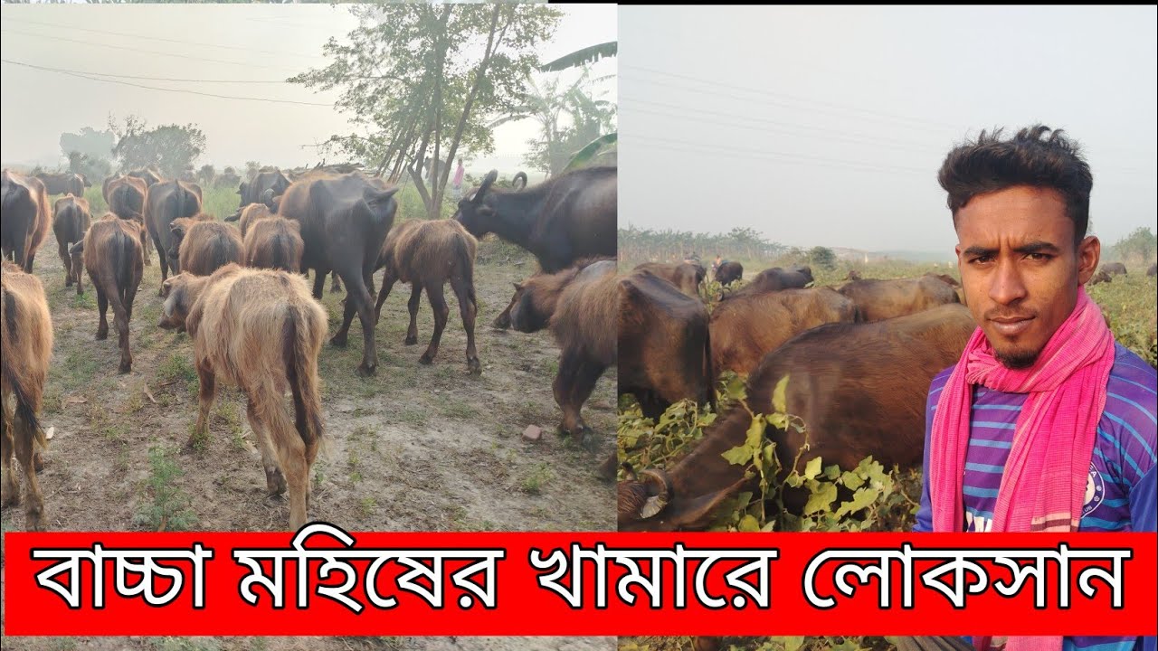 বাচ্চা মহিষ দিয়ে কেন খামার করবেন না ? জানুন খামারির থেকে ।Godhuli krishe