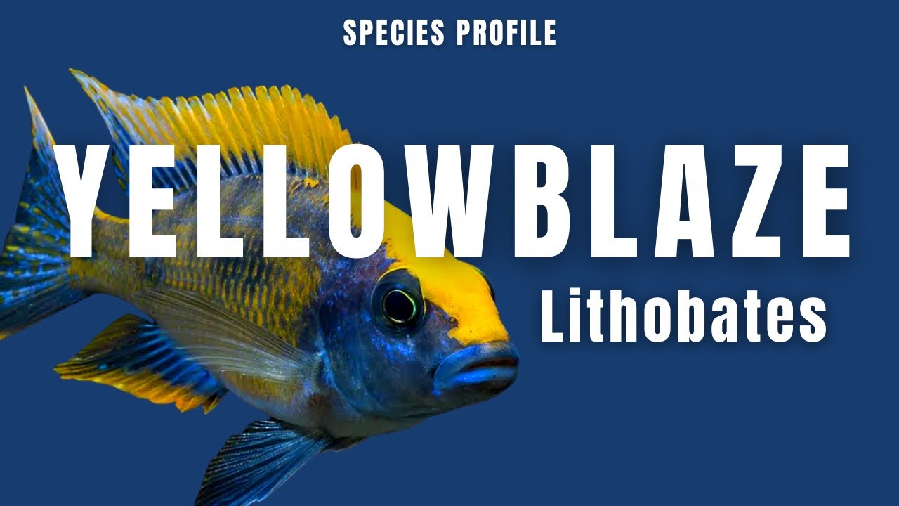 Otopharynx Lithobates Zimbawe Rock (Yellow Blaze) - Species Profile