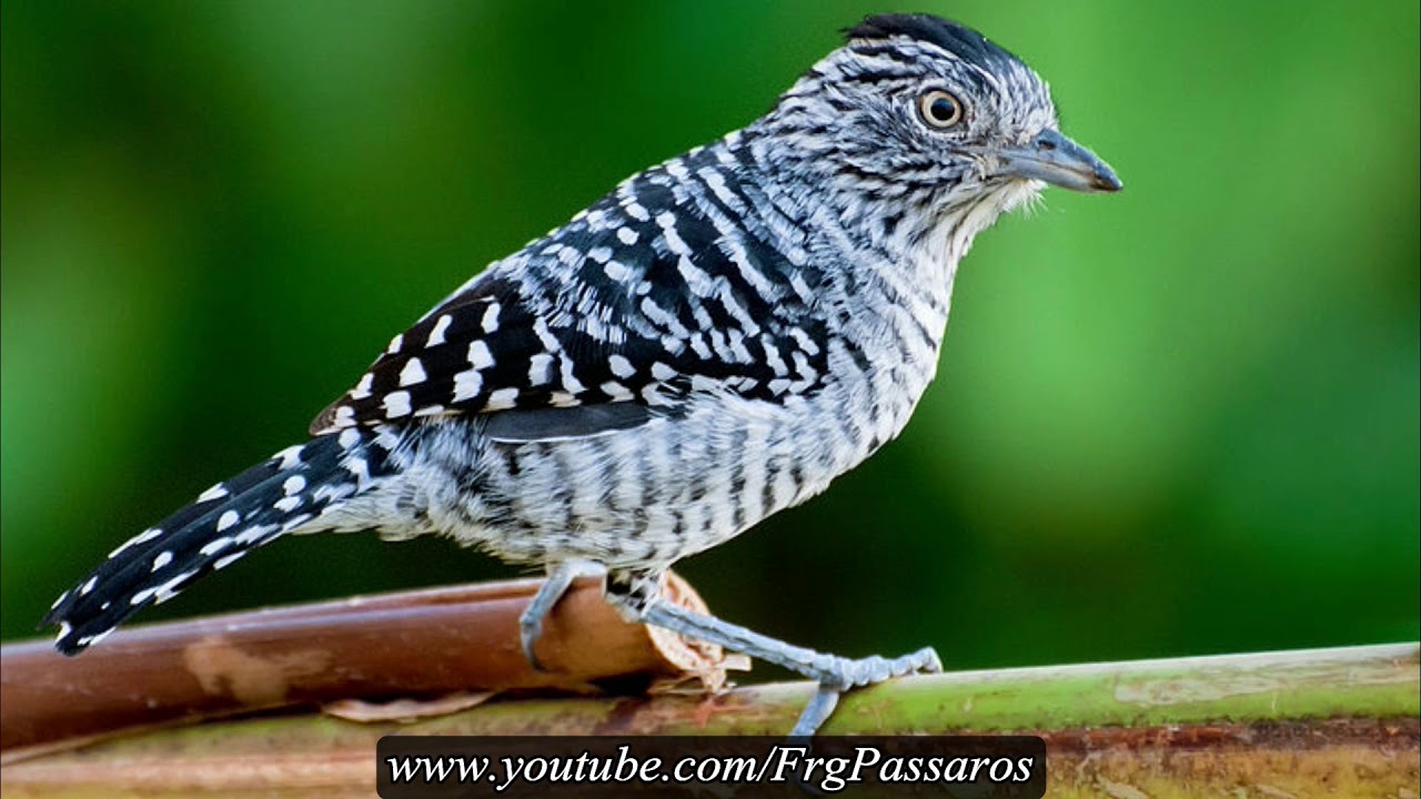 CANTO DA CHOCA BARRADA (Thamnophilus doliatus)