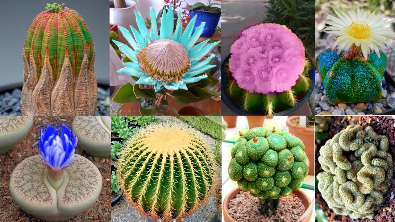 5 RAZ&Otilde;ES PARA TER CACTOS EM CASA