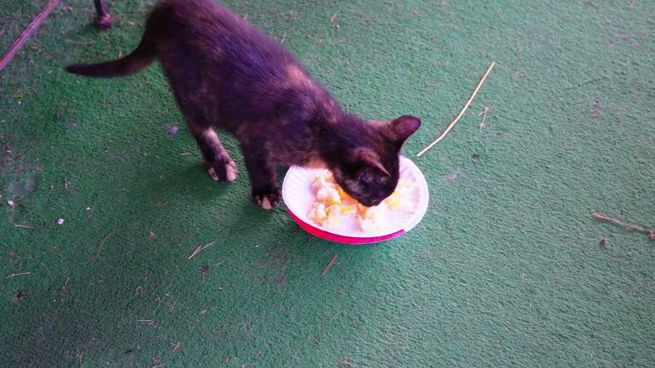 Playing before breakfast