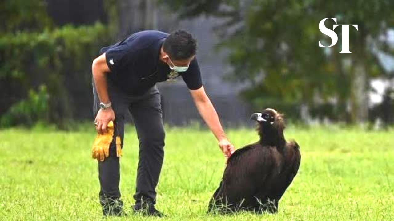 2nd attempt to free cinereous vulture fails after bird not able to sustain flight (Jan 5)