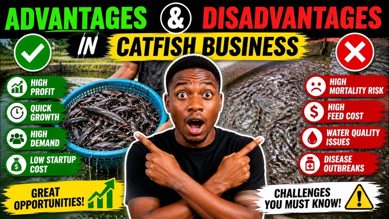 Advantage and disadvantages in catfish business