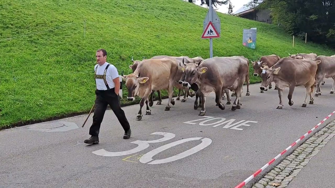 Viehschau Schwellbrunn 2025 (Teil 2)