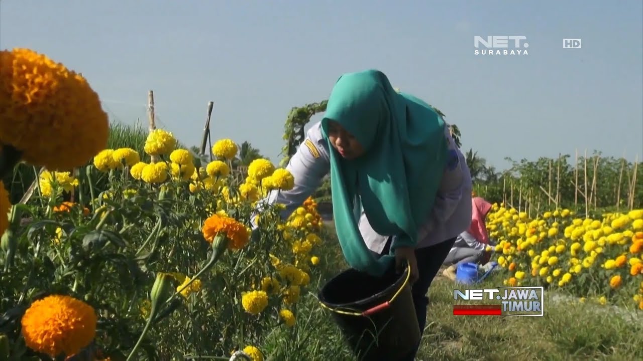 NET. JATIM - MAHASISWA CIPTAKAN INOVASI SISTEM PERTANIAN MULTI TANAMAN