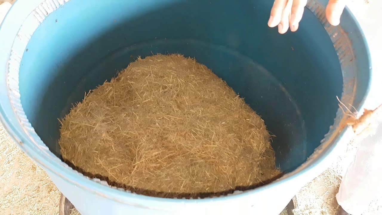 Como alimentar Borregos e cabritos com feno.