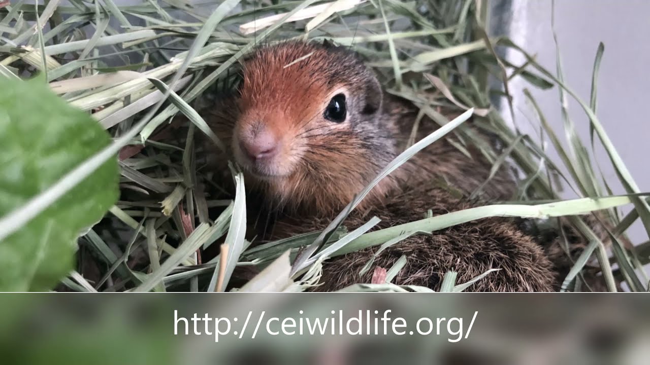 The CEI Ground Squirrel enclosure
