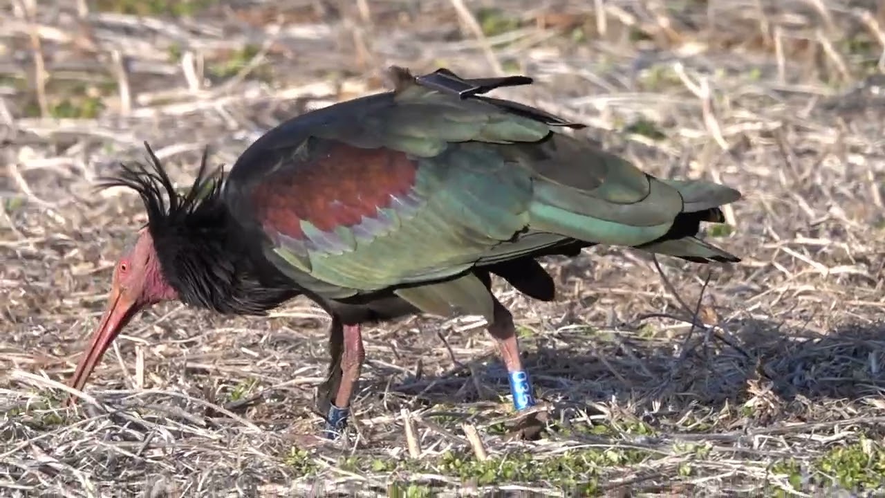 19-01-26 FRIULI 40 IBIS EREMITA ALLA RICERCA DEL CIBO NEL TERRENO  GHIACCIATO