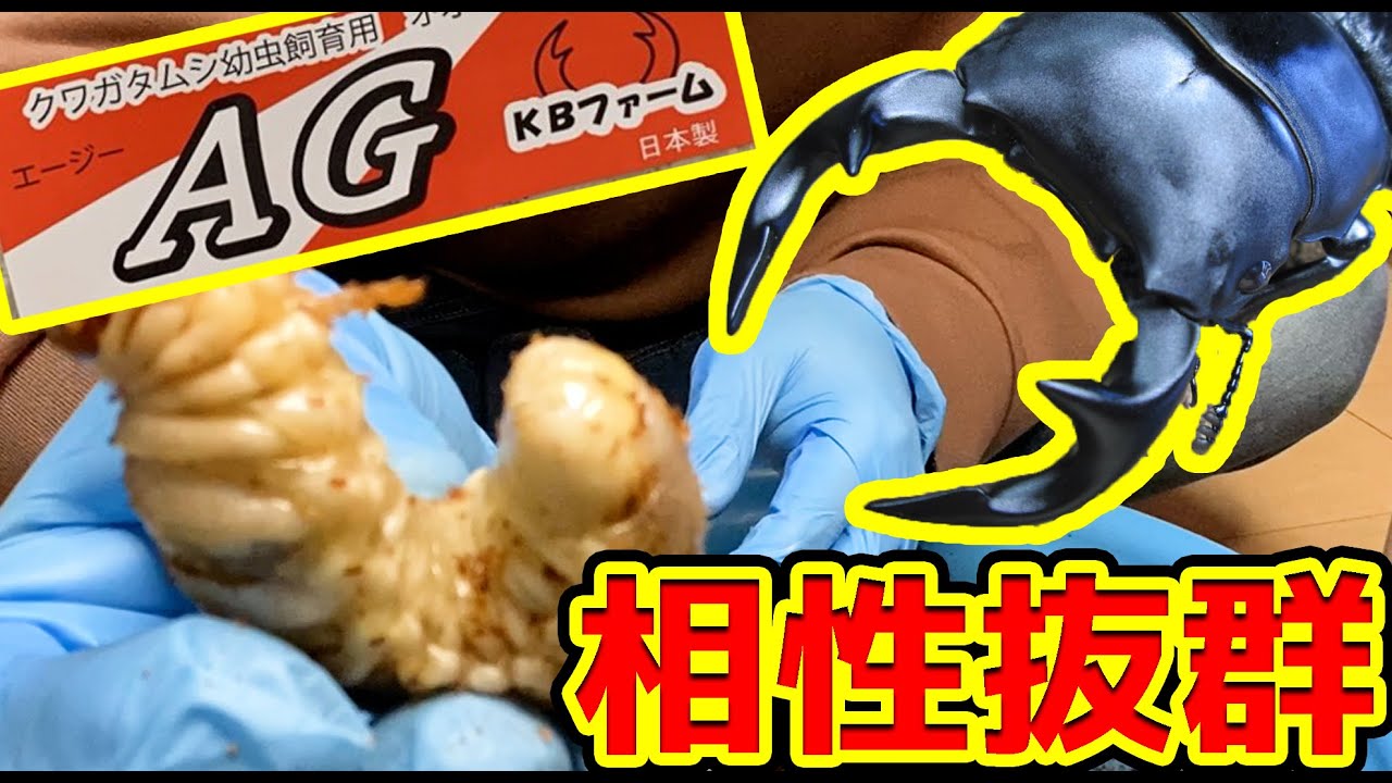 グランディスオオクワガタの幼虫を相性抜群の菌糸で飼育する！【１本目の菌糸交換】グランディスオオクワガタ