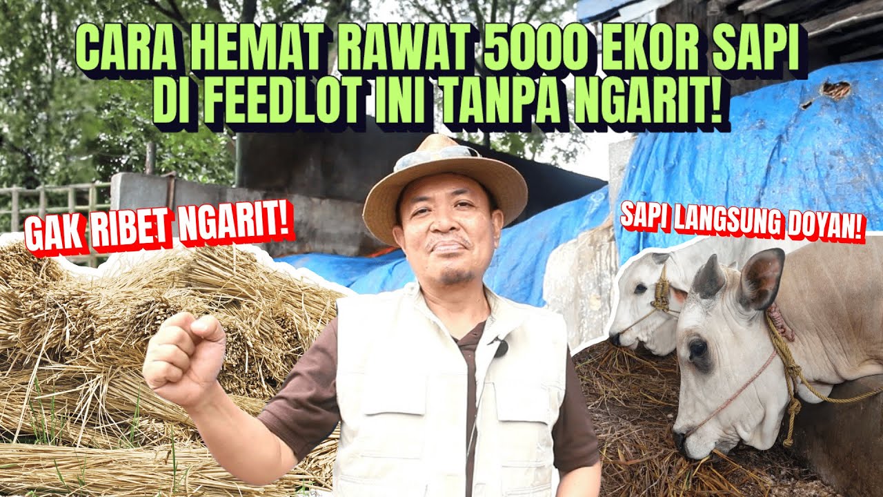 Cara Hemat Rawat 5 000 Ekor Sapi di Feedlot ini TANPA NGARIT!