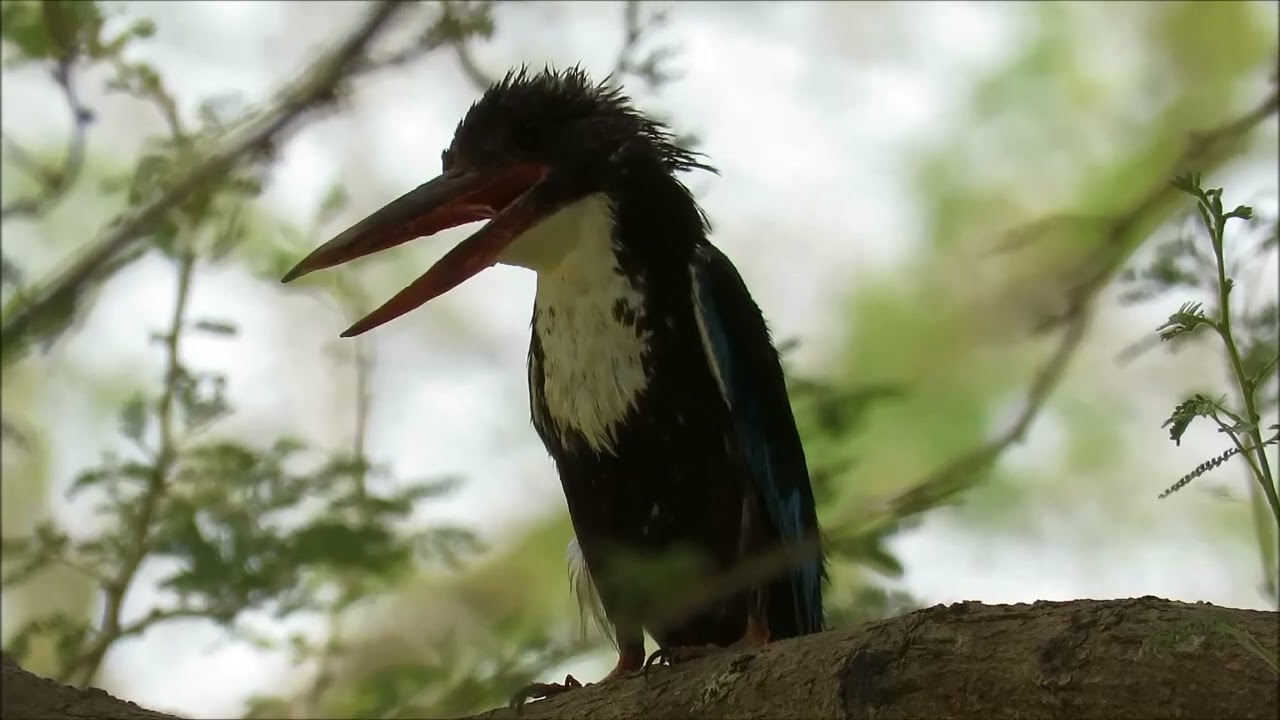 توثيق طيور وادي حنيفة بالرياض بعد 15 عام من الاطلاق  Documenting birds in Wadi Hanifa
