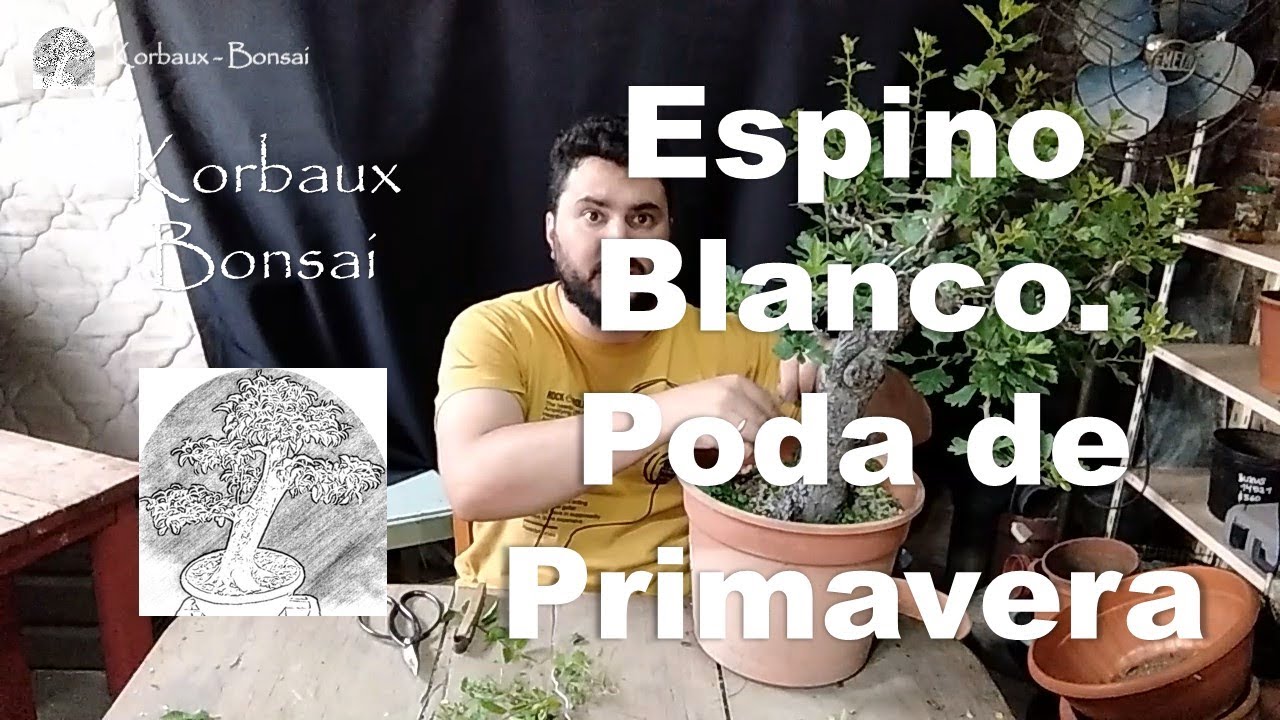 Espino Blanco.  Poda de Primavera