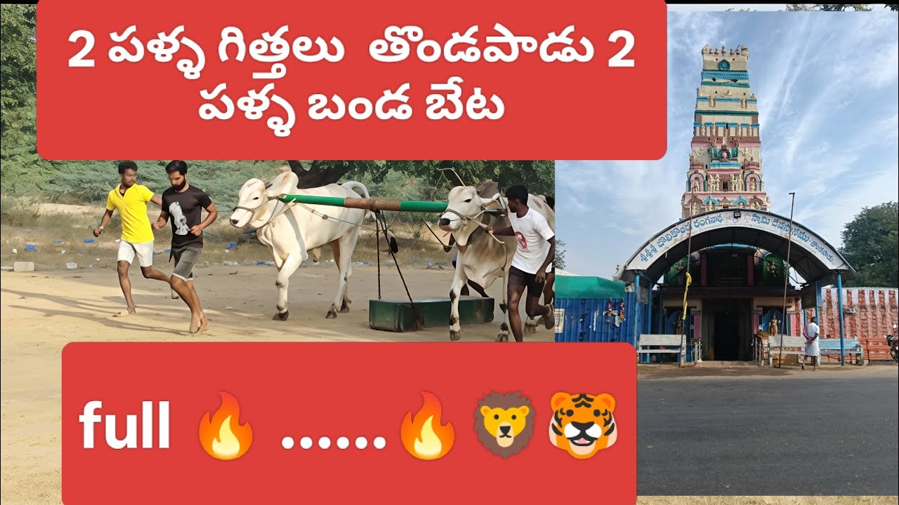 2 పళ్ళ గిత్తలు తొండపాడు 2 పళ్ళ బండ బేట వీడియో వైల్డ్ fire 🔥 #ongolebulls #bull #trending 