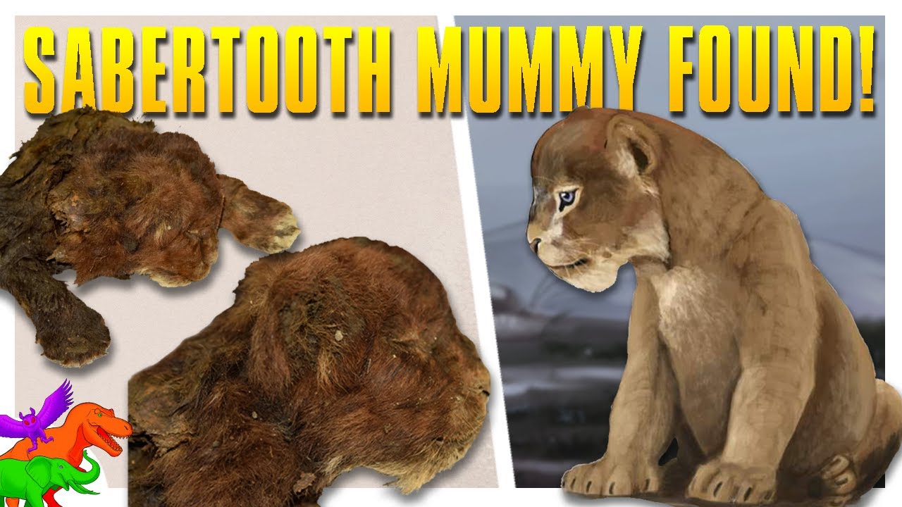 В Сибири найдена замороженная мумия саблезубого кота!