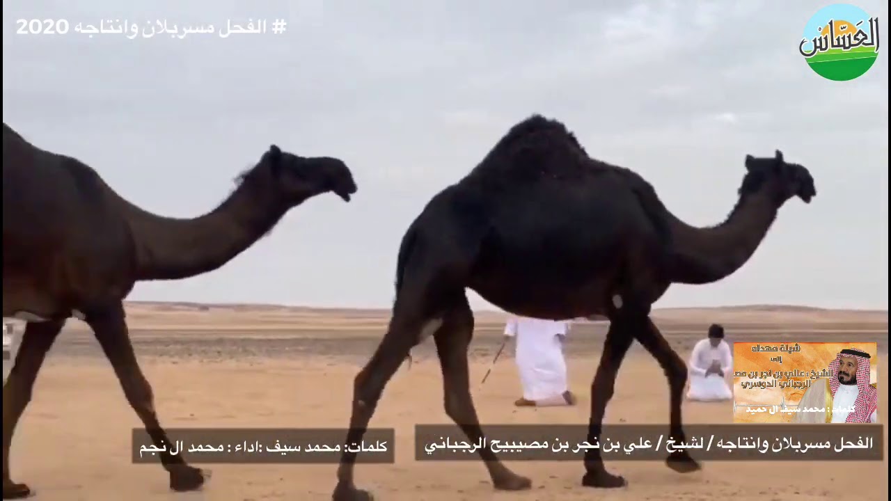 شاهد الفحل مسربلان وإنتاجه لمالكه الشيخ / علي بن نجر بني مصيبيح الرباني الدوسري 1442