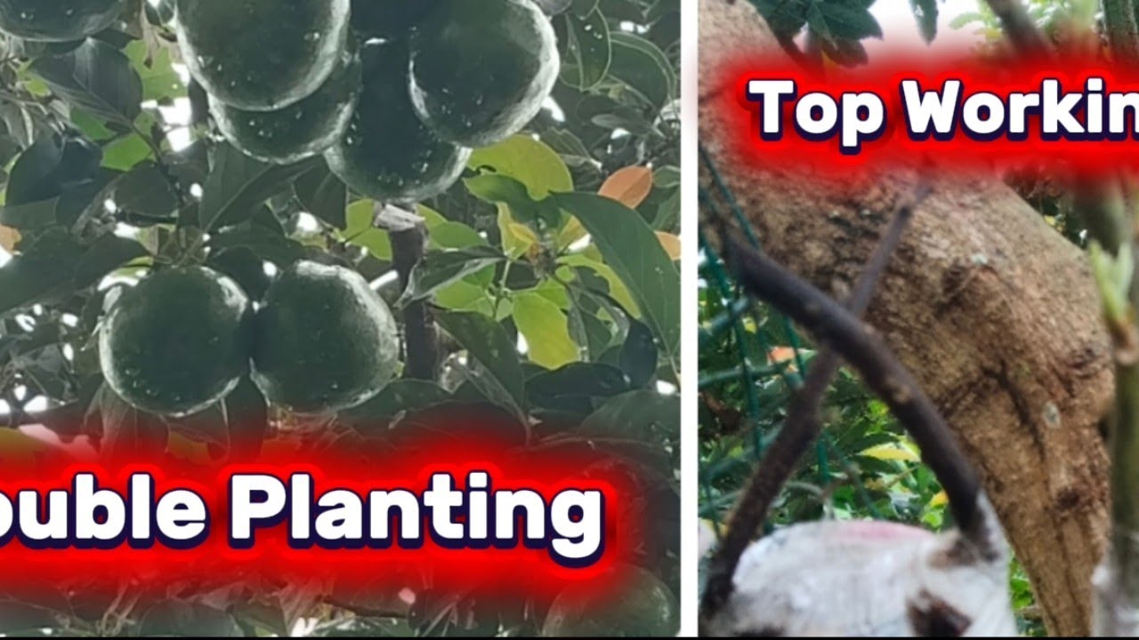 Produktifitas Alpukat Metode Double Planting Dan Top Working