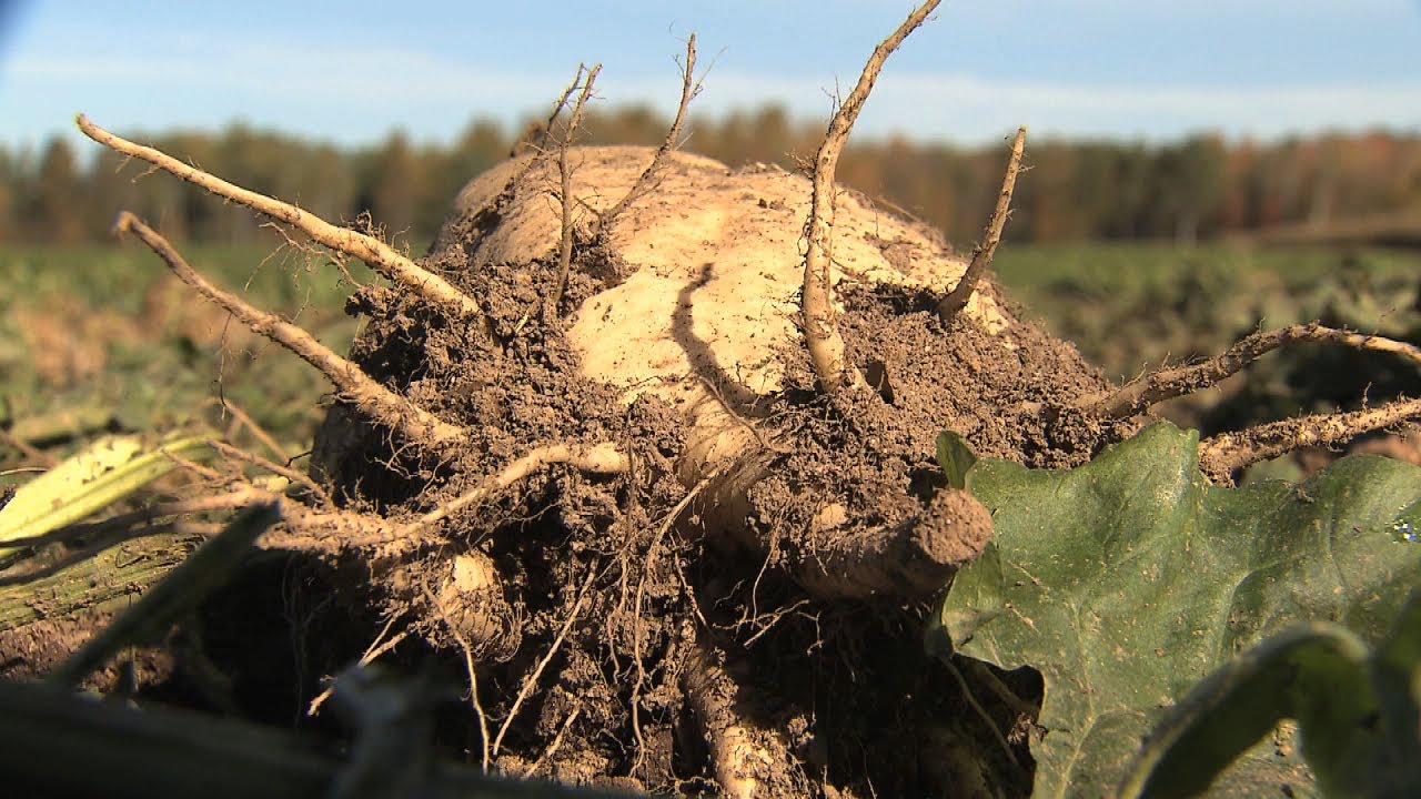 Sugar Beets Could Improve Dairy Efficiency