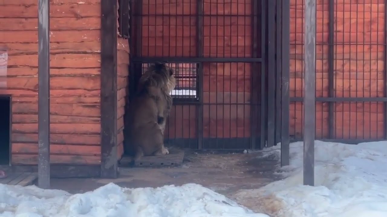 ШЕРХАН в ТОМЛЕНИИ! Минский зоопарк 