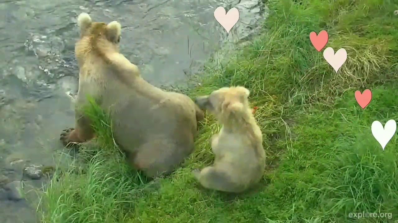 128 Grazer & cubs 2017