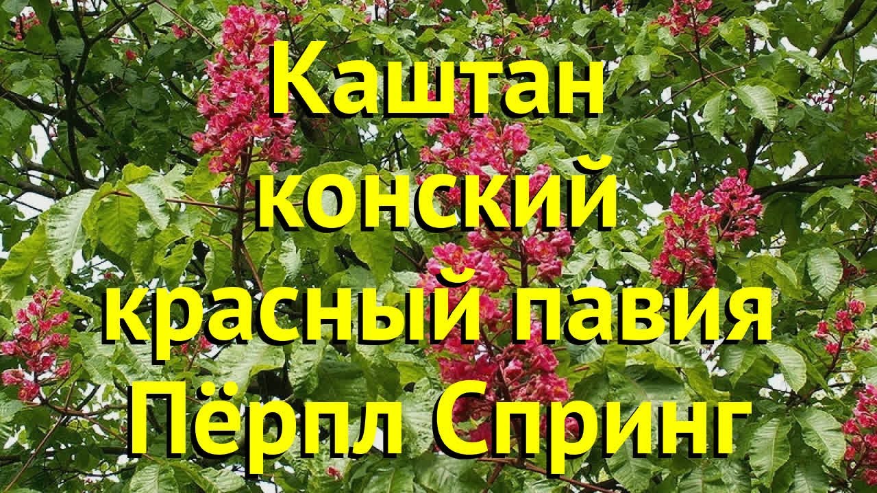 Каштан конский Пёрпл Спринг. Краткий обзор, описание характеристик aesculus pavia Purple Spring