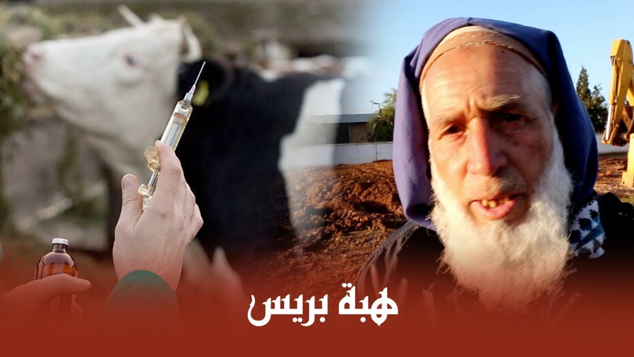 الفلاح بسيدي بنور ومعاناته مع مرض الحمى القلاعية الذي يهدد صحة المواطنين