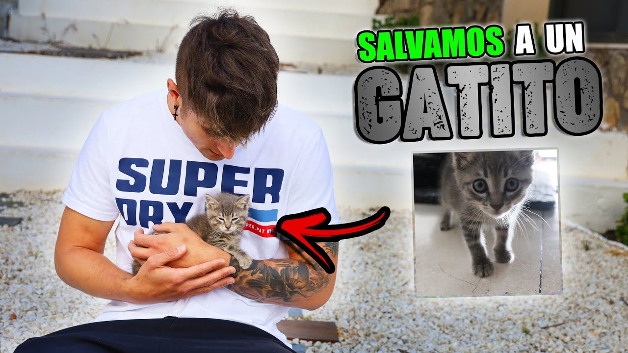 RESCATAMOS A UN GATITO DE LA CALLE Y LO ACOGEMOS EN CASA 🐱