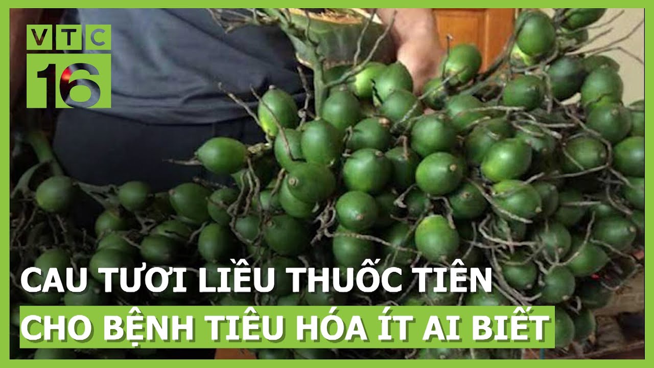 Cau tươi - liều thuốc tiên cho bệnh tiêu hóa ít ai biết | VTC16