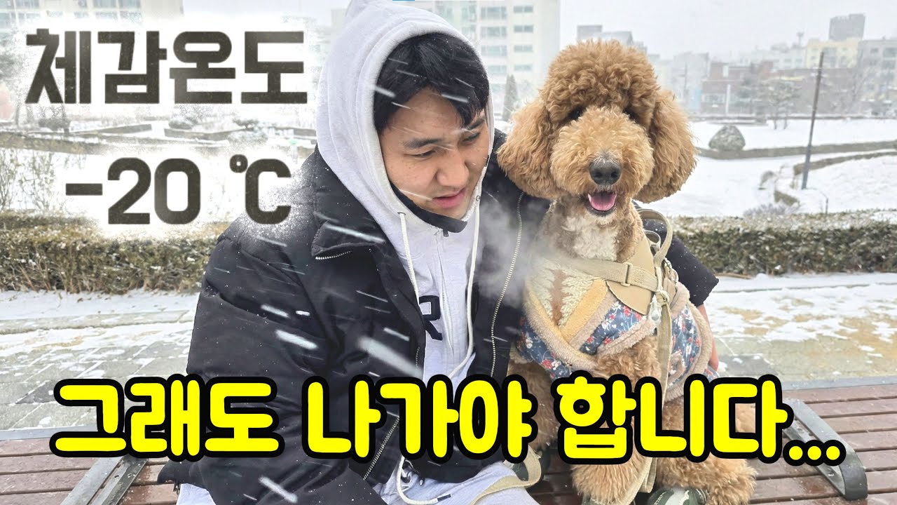 한파에도 밖에 나가야 하는 이유… 대형견 키우는 현실 ㅋㅋ┃스탠다드푸들 브이로그