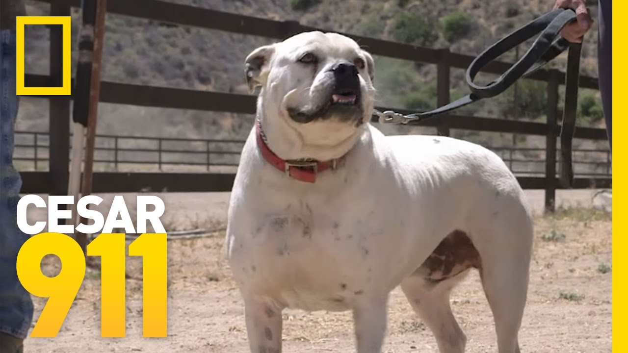 Case File: Gunny and Bastian | Cesar 911