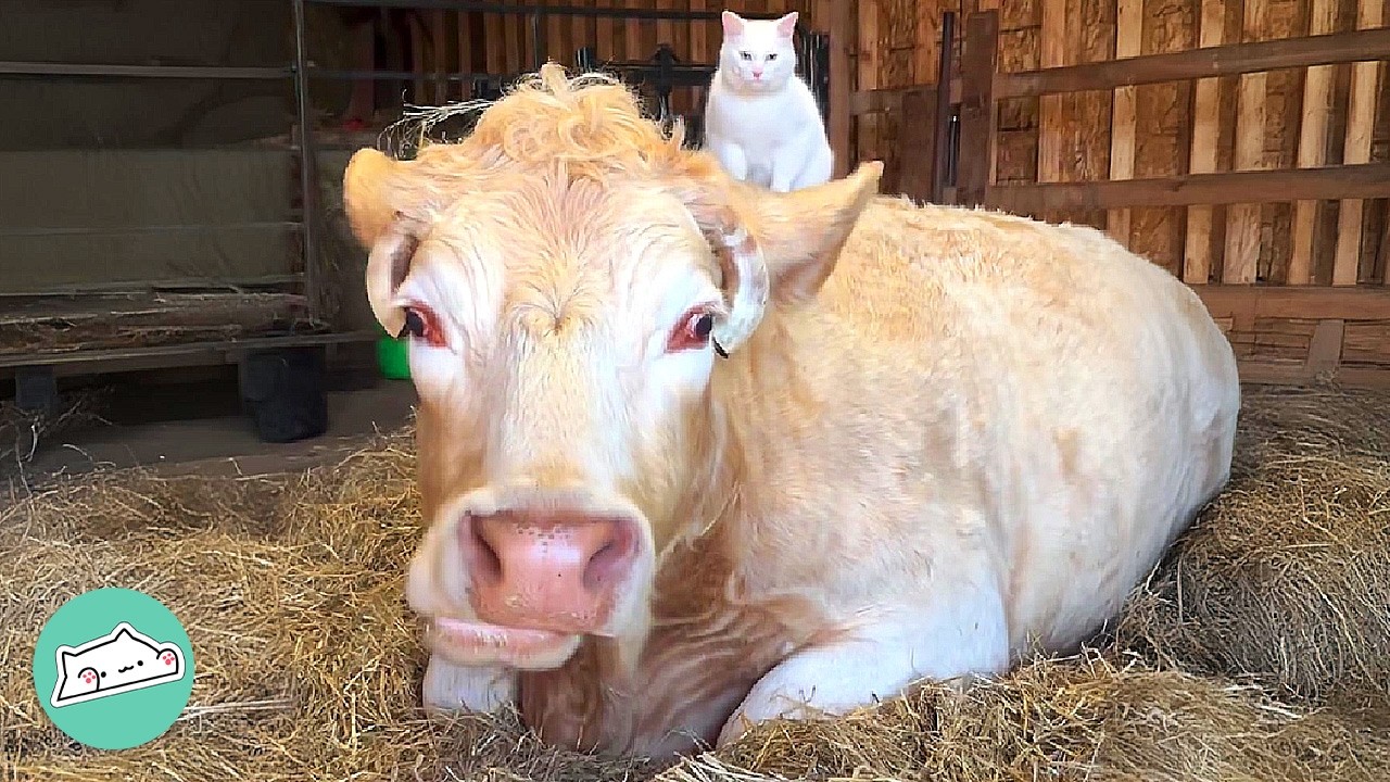 Two Cows Visit Their Cat Friends Every Morning | Cuddle Buddies