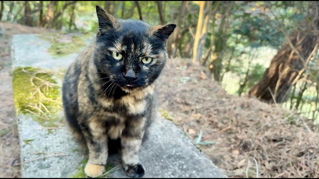 森のサビ猫ちゃんに行った事無い所見つけたから付いて来てもらお。
