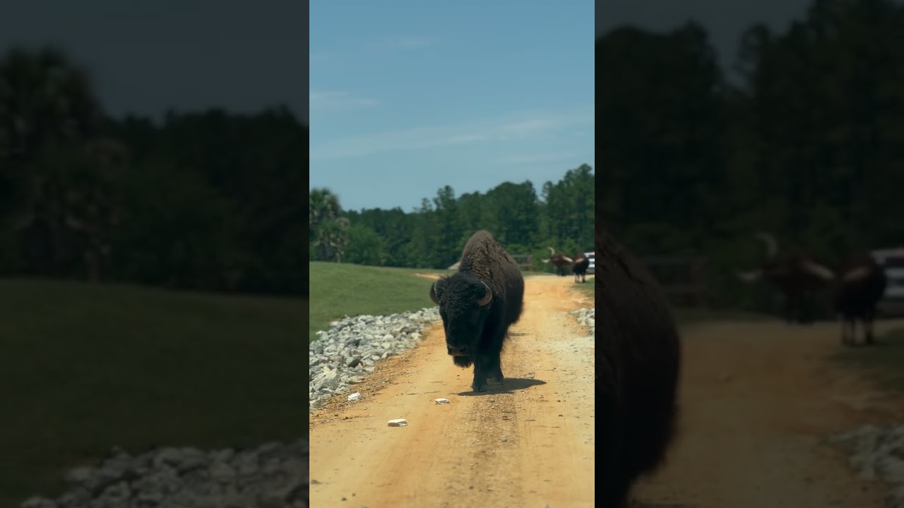 Giants of the Plains: Witnessing the Mighty 