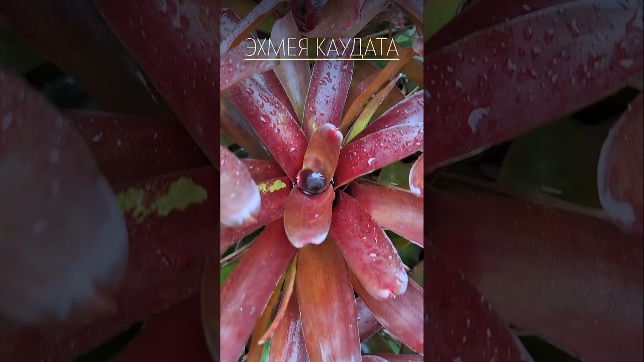 Эхмея каудата #растения #шорти #красота #бромелия